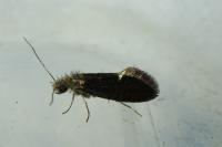 Dyseriocrania subpurpurella
