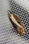 Acleris cristana