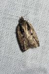 Acleris umbrana
