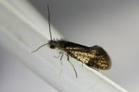 Dyseriocrania subpurpurella