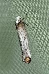 Pseudoswammerdamia combinella
