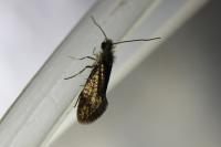Dyseriocrania subpurpurella