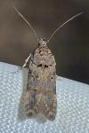 Teleiopsis diffinis