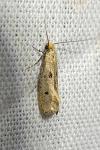 Tinea trinotella