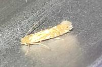 Phyllonorycter