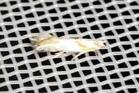 Phyllonorycter