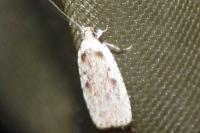 Agonopterix ocellana