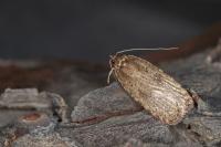 Agonopterix ciliella