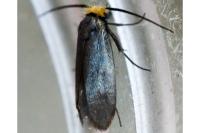 Cauchas rufifrontella