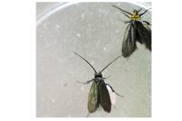Cauchas rufifrontella