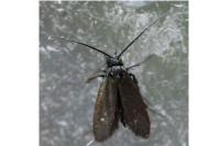 Cauchas rufifrontella