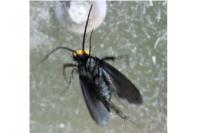 Cauchas rufifrontella