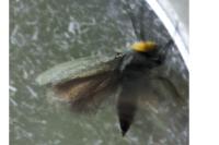 Cauchas rufifrontella