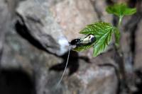 Adela reaumurella