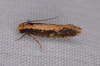 Monopis crocicapitella