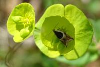Ancylis badiana