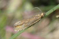 Lathronympha strigana