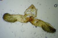 Lathronympha strigana