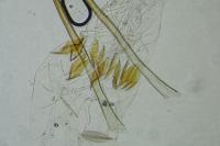 Monopis laevigella