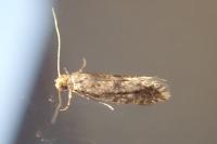 Haplotinea insectella