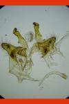 Haplotinea insectella