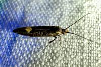 Esperia sulphurella