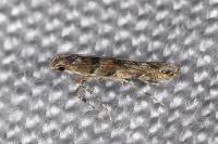Acrocercops brongniardella