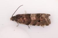 Pammene splendidulana