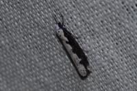 Ethmia bipunctella