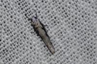 Ethmia bipunctella