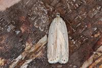 Agonopterix pallorella
