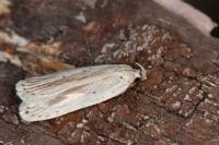 Agonopterix pallorella