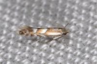 Phyllonorycter maestingella