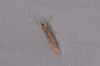 Plutella xylostella