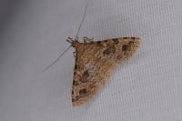Alucita hexadactyla
