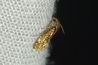 Dyseriocrania subpurpurella