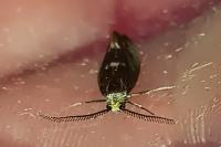 Incurvaria pectinea