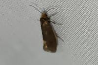 Incurvaria koerneriella