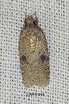 Agonopterix propinquella