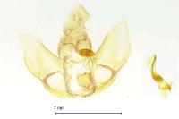 Agonopterix propinquella