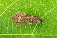 Dyseriocrania subpurpurella