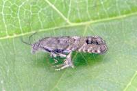 Pammene splendidulana