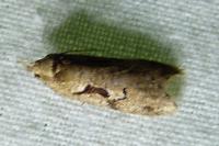Semioscopis steinkellneriana