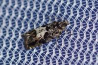Pammene argyrana