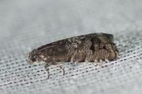 Pammene splendidulana
