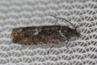 Pammene giganteana
