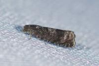 Pammene obscurana