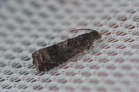 Pammene obscurana