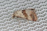 Cochylis epilinana