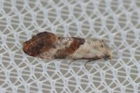 Cochylis epilinana